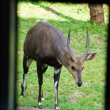 הוילה מרלות' פארק Giraffe Plains מראה חיצוני תמונה