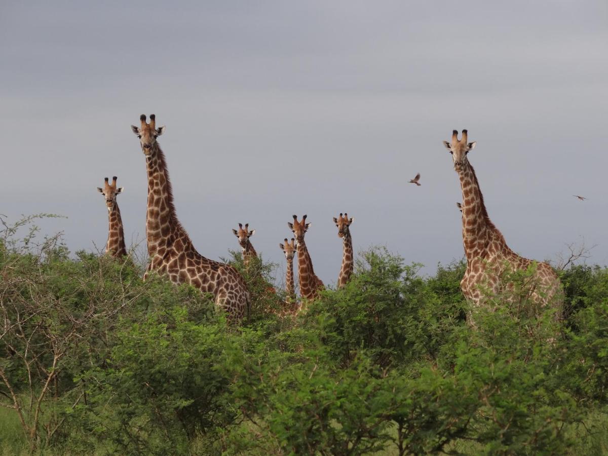 הוילה מרלות' פארק Giraffe Plains מראה חיצוני תמונה