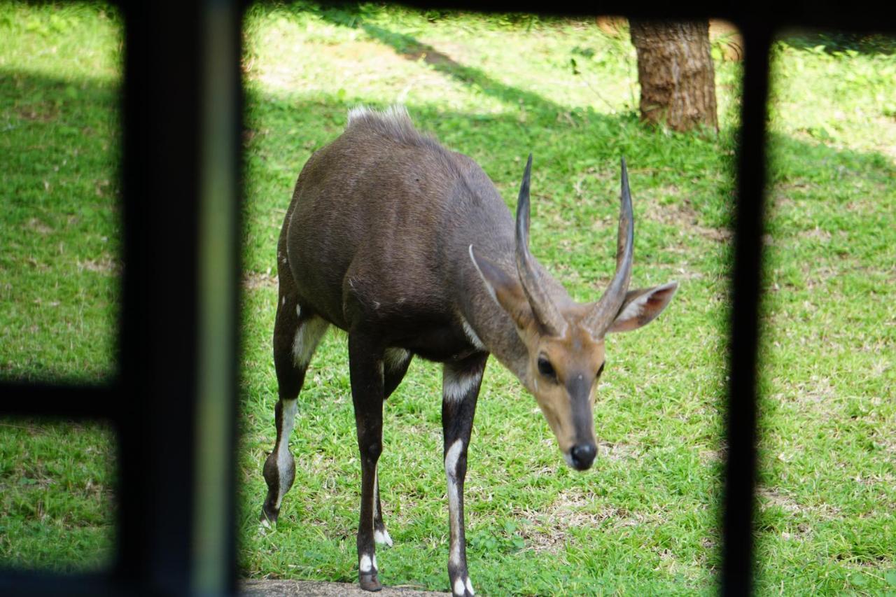 הוילה מרלות' פארק Giraffe Plains מראה חיצוני תמונה